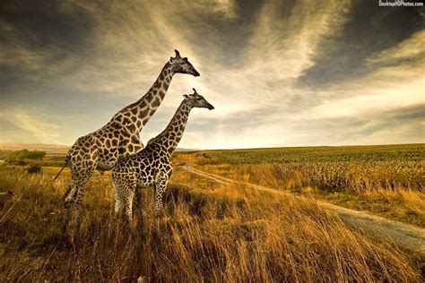 Giraffes Wallpapers Images