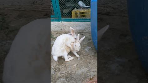 Rabbits Mating Rabbits Love Scene Rabbitshort Shortvideo Shorts