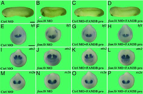 Knockdown Of Fam B Expands Anterior Tissues And The Phenotype Is