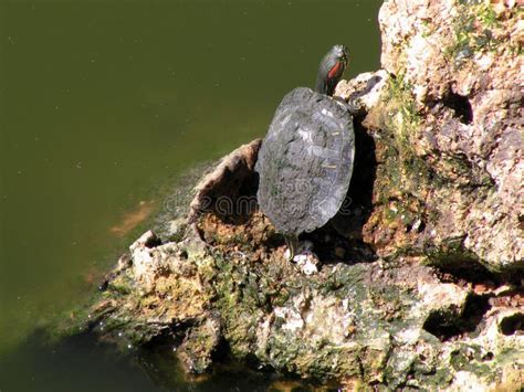 Exposer Au Soleil La Tortue De Marais Photo Stock Image Du Froid