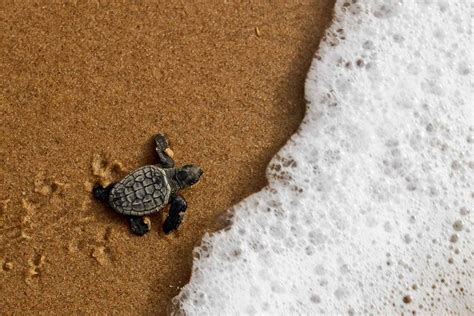 Why Sea Turtles Are Endangered and What We Can Do