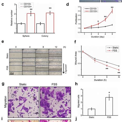 FSS Promoted The Migration Of LCSCs Via RhoA YAP1 Autophagy Pathway