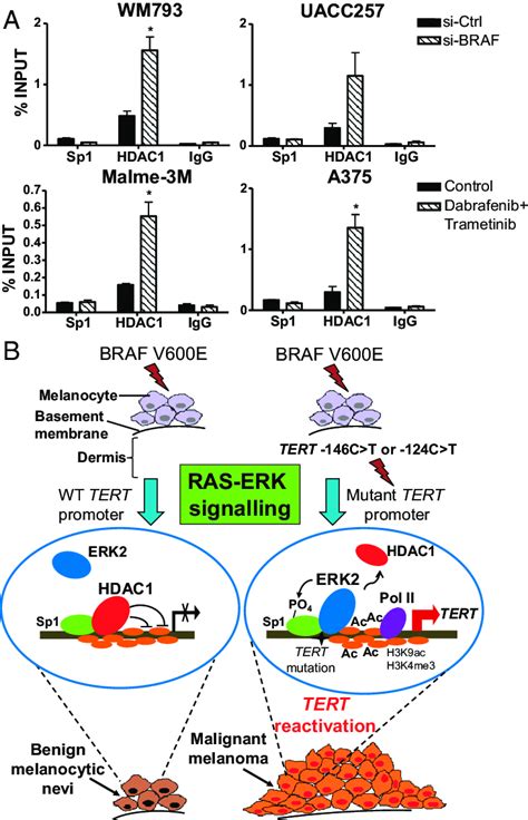 Inhibition Of The RAS ERK Pathway Promotes The Recruitment Of The HDAC1