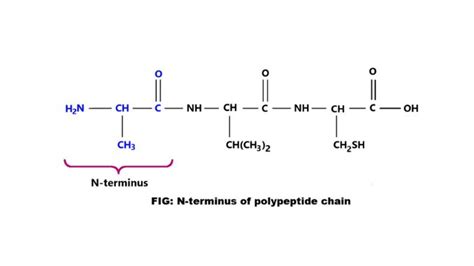 N Terminus In Protein ScienceQuery