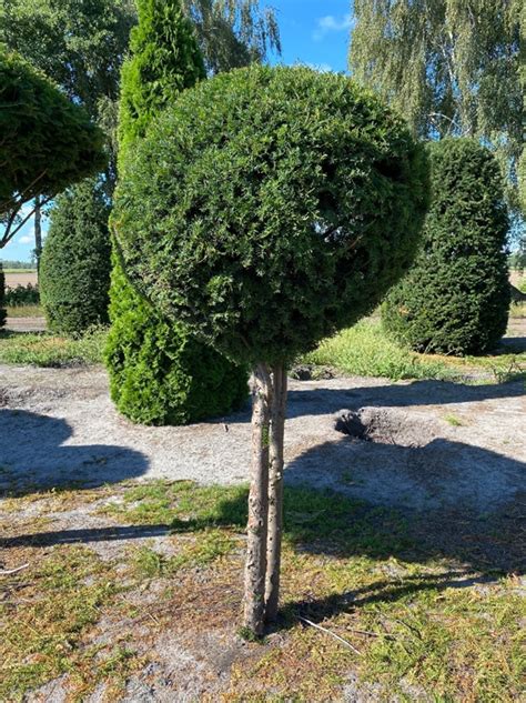 Taxus Baccata Cm Breit X Cm Hoch Stammh He Heimische Eibe