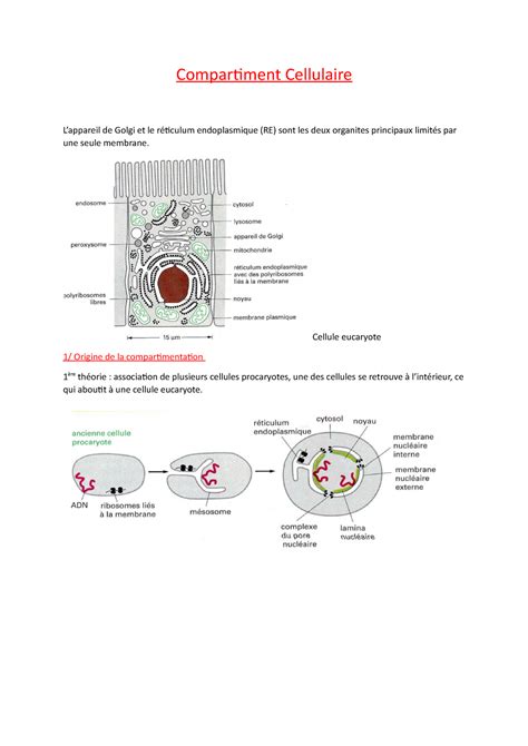 Compartiment Cellulaire Cours 1 biologie cellulaire Licence SV 1ère