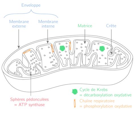 La Respiration Cellulaire Ts Cours Svt Kartable