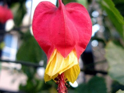 Abutilon | Abutilon | Flower Database