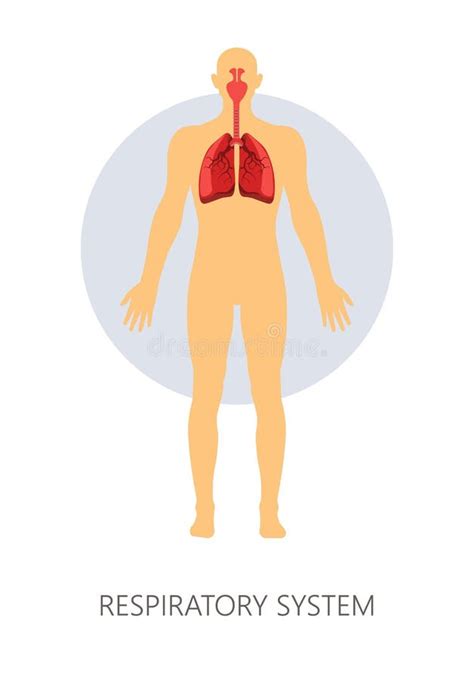 Pulmões De Respiração Normais E Traqueia Do Sistema Respiratório