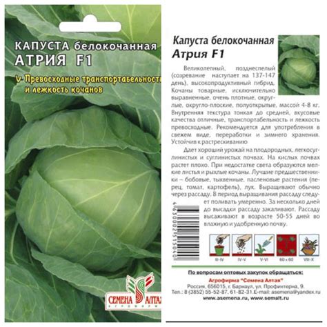 Описание и характеристика капусты сорта Атрия