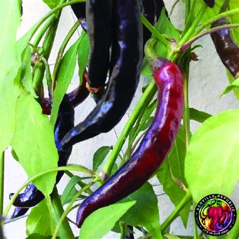 Black Cayenne Chilli Seeds Scoville Republic