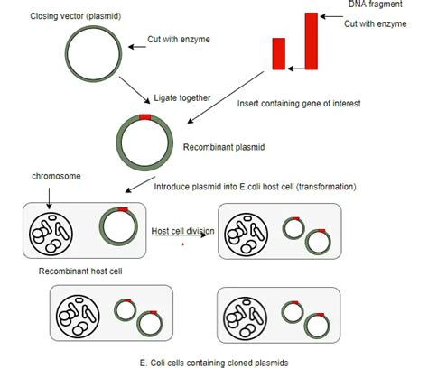 Recombinant Dna Technology Chapter Unit