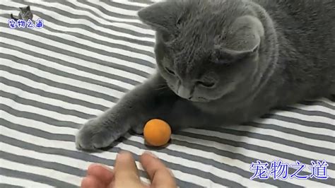 【宠物之道】主人陪两只小猫玩球，有一只竟直接捡起球还给主人，怀疑养了只狗 Youtube