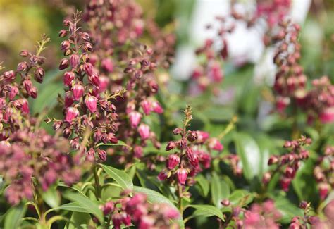 Cómo cultivar y cuidar la Andrómeda japonesa BestHome365