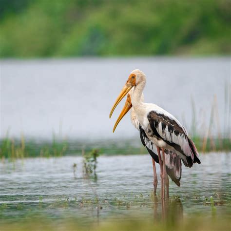 Beautiful Storks Photos Download The Best Free Beautiful Storks Stock