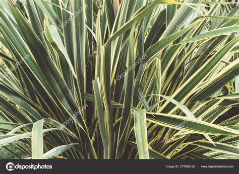 Folhas Longas Finas Verdes Planta Folha Estreita Fotografias De