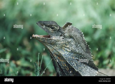 Frilled Lizard Australian Frilled Lizard Frill Necked Lizard