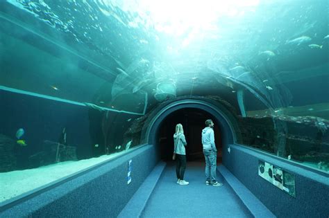 Two Oceans Aquarium | Welcome to the Two Oceans Aquarium