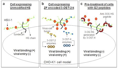 Cell Expressing Unmodified Heparan Sulfate Hs Do Allow Viral Binding