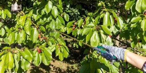 Homemade Fruit Tree Fertilizers For Better Tree Health And Harvest