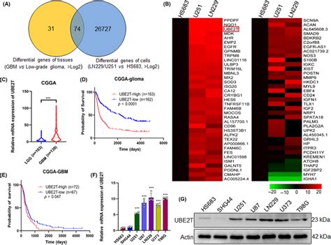 Ube T Is Overexpressed In Glioblastoma Gbm A The Differential Gene