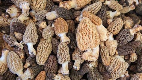 What Do Morel Mushrooms Taste Like? Do Morel Mushrooms Taste Good? | Eat Delights