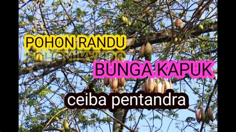 Pohon Kapuk Randu Pohon Kapas Bantal Kasur Berbunga Youtube