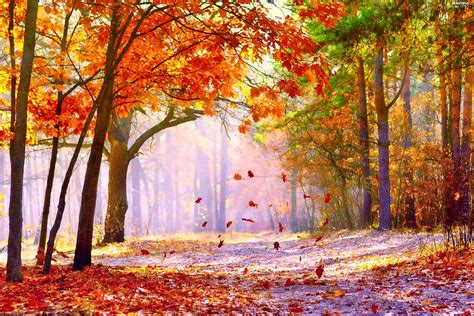 fallen, Leaf, forest, Fog, autumn - Beautiful views wallpapers: 3000x2000