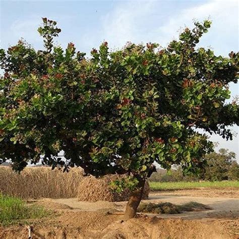 Cashew Nut Tree Anacardium Orridentale Rare Fruit Seeds Cashew Apple