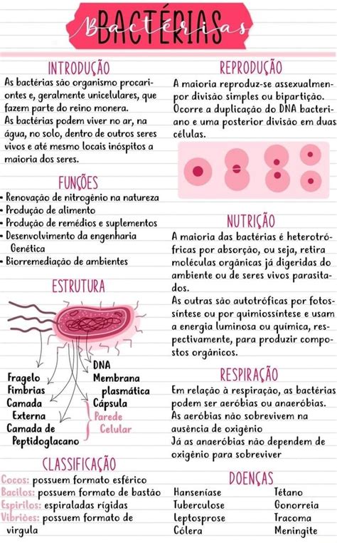 INTRODUÇÃO As bactérias são organismo procari ontes e geralmente