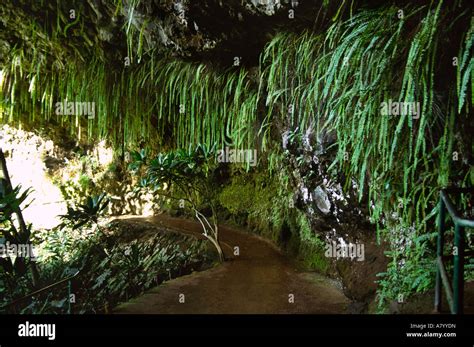 North America Usa Hawaii Kauai The Fern Grotto Stock Photo Alamy