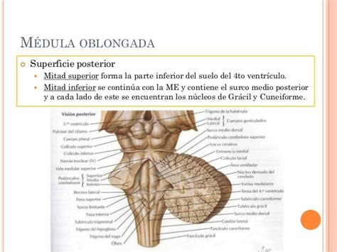 Médula Oblongada Práctica