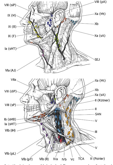 Figure From Delineation Of The Neck Node Levels For Head And Neck