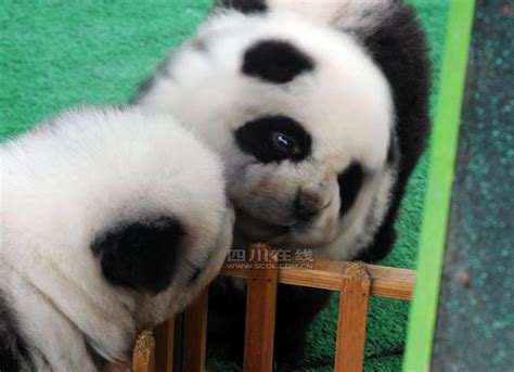 Panda Chow Puppy