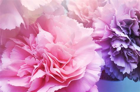 Discover Carnation Wallpaper Best In Cdgdbentre