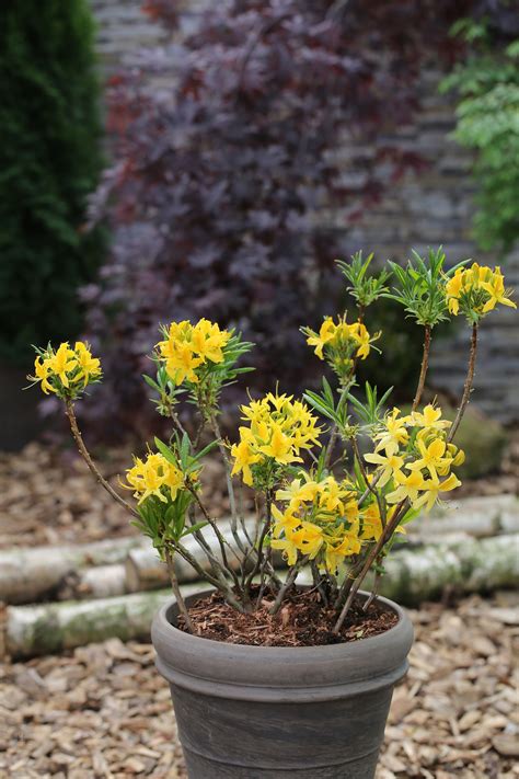 Rhododendron Luteum Csardas Bcm Baumschule Christoph Marken