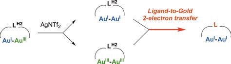 Controlled Interconversion Of A Dinuclear Au Species Supported By A