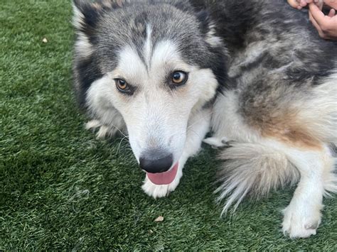 Luna Adoption Pending Az Husky Rescue