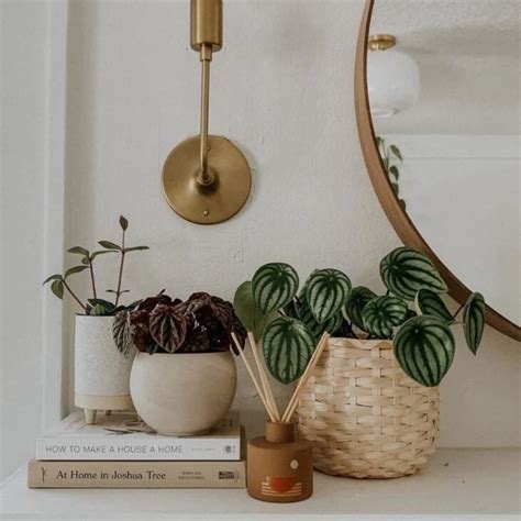 Peperomia cómo cuidar y embellecer tu hogar con hermosas plantas