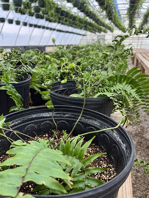 Growth Retardant Damage Macho Fern Rfern