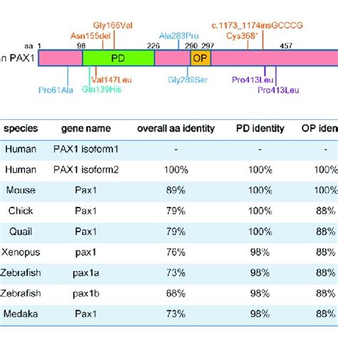 PAX1 Is A Highly Conserved Transcription Factor A Schematic