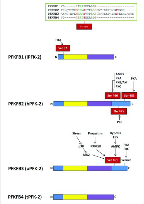 Domain Organization Of Pfk Fbpase Isoenzymes The N Terminal