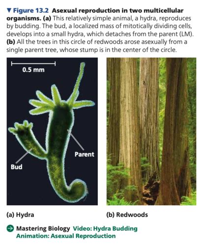 Campbell Biology Chapter Reading Notes Flashcards Quizlet