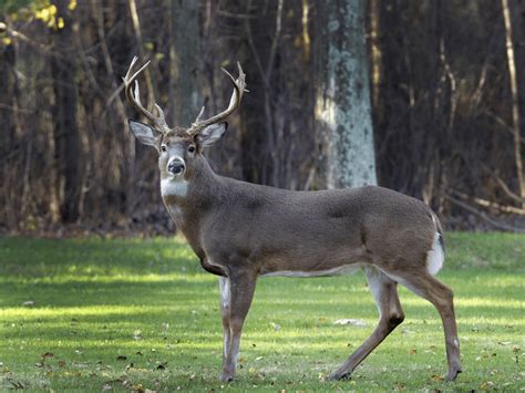 Tales Of The Not Deer The Creepy Cryptid Of The Appalachians