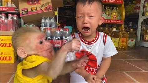 Monkey Baby Tom Monkey S Brother Bon Bon Teases A Crying Baby And Takes