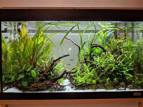 125ltr Aquascape Created By Robert Budding Aquarium Ideas Guppy