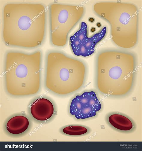 Innate Immune System Neutrophils Cells Skin Stock Vector (Royalty Free