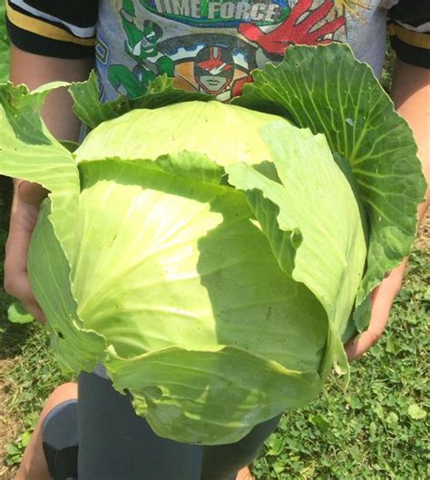 How To Harvest A Cabbage Head In 30 Seconds Homesteading Where You Are