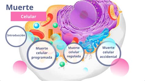 Muerte celular by Ximena Cerón on Prezi