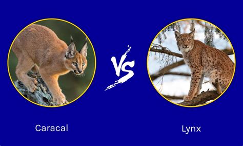 Caracal Vs Lynx What Are 8 Key Differences Wiki Point